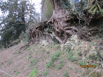 Root system underneath the terrace