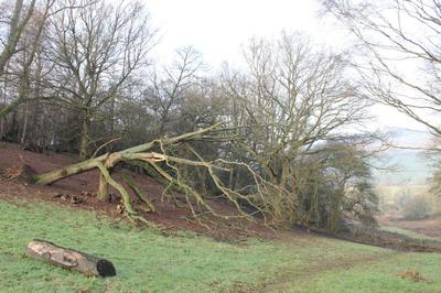recently blown down tree after broken branches removed on 16/17Jan