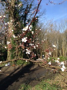 Cherry blossom March