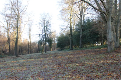 "halo release"  around veteran trees on right, and holly cutting,  by FoD