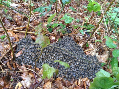 Swarm of wild bees in the rain