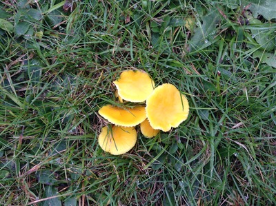 Waxcap mushroom (?)