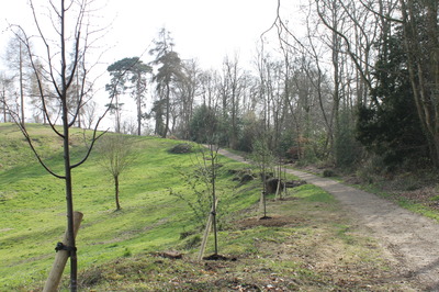 limes down Mausoleum Road planted by FoD 8/9 March