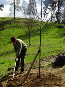 John planting a lime tree