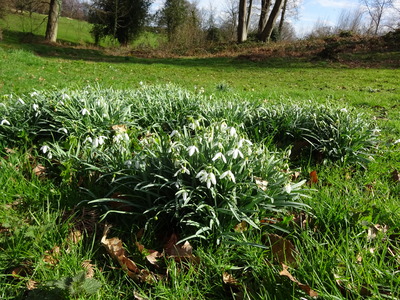 Snowdrops Chart Park March 