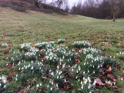 Snowdrops 20 Feb 