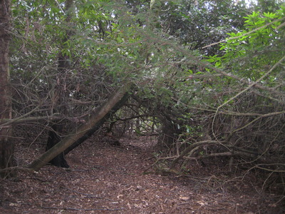 path toward the bike jumps awaiting clearance