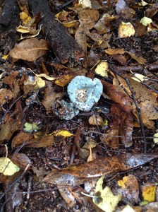 Pleurotus columbinus (blue oyster)?