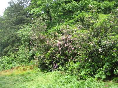 rhododendrons in flower in the bottom of the dene