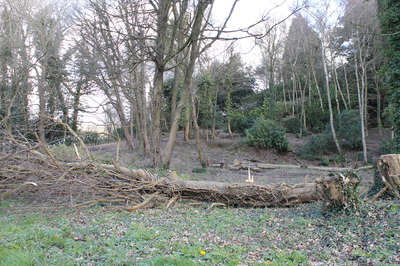 11 Feb -tree felling by others for possible visibility splay