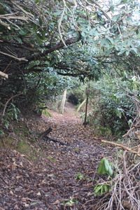 path above middle walk