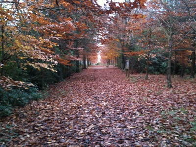 The avenue in autumn