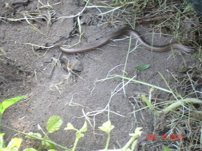 Slow worm