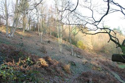 southern slope of terrace, 9 December