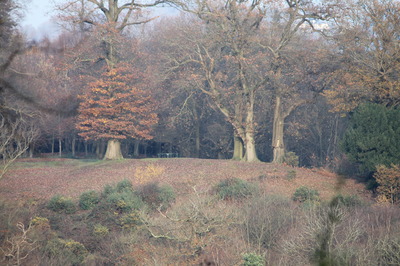 the west end from Glory wood showing management of gorse etc this year