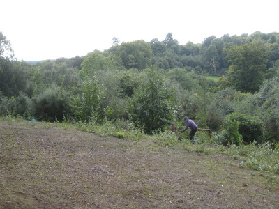 gorse and sapling cutting for view toward glory wood