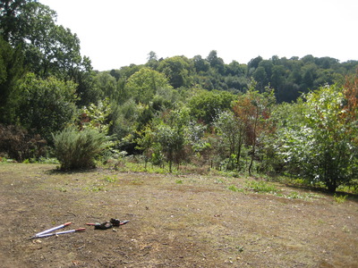 toward Glory wood- cutting down the gorse