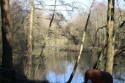 The pond at KGV/Bentsbrook