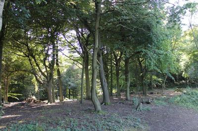 toward Leith Hill, after clearance