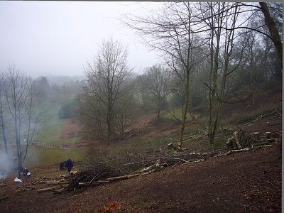 Clearing Brash at Deepdene Terrace - Before (10/4/13)