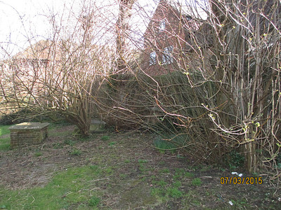 Helping clear St Martins Churchyard (2) - Before (10/03/2015)  