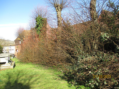 Helping clear St Martins Churchyard (3) - Before (10/03/2015)  