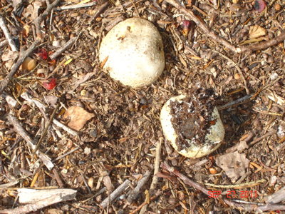 Common Earthball