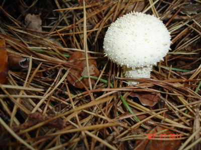 Common Puffball