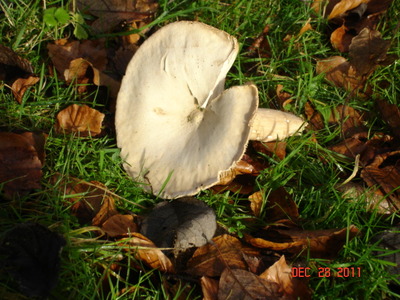 Fleecy Milk Cap