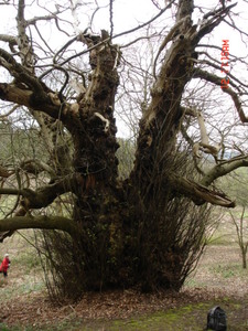 Veteran Sweet Chestnut (1)