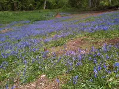 Bluebells (1)