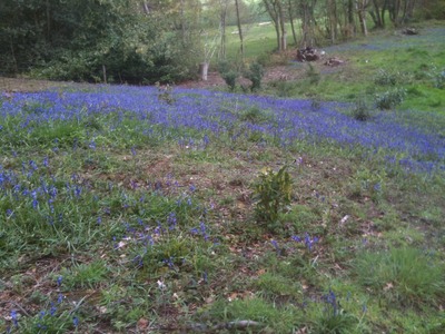 Bluebells (2)