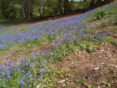 Bluebells (3)