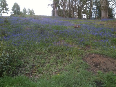 Bluebells (4)