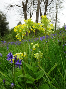 Bluebells and cowslips (1)