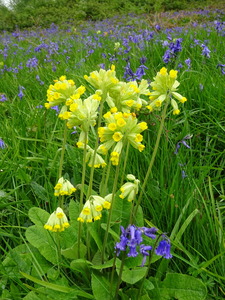 Bluebells and cowslips (3)