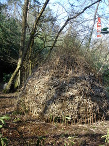 Bamboo Shelter (3)