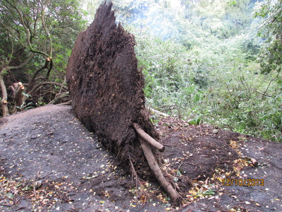 Bunker Tree (2)