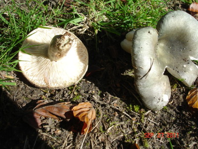 Russula Fungus (2)