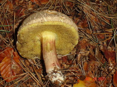 Bolete Fungus (side/underneath)