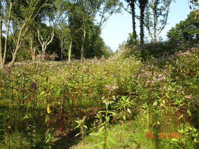 Himalayan Balsam (1)