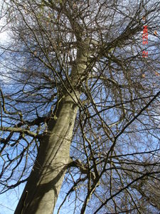 Veteran Beech (1)