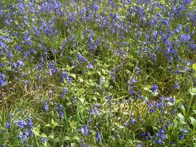 Bluebells (1)